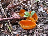 Caloscypha fulgens image