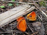 Caloscypha fulgens image