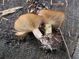 Clitocybe albirhiza image