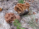 Gyromitra montana image