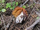 Gyromitra montana image