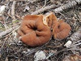 Discina ancilis image