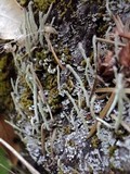 Cladonia macilenta image