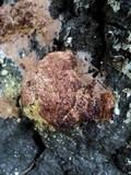 Fuligo septica image