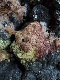 Fuligo septica image