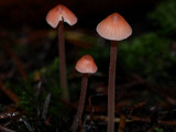 Mycena rosella image