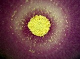 Aspergillus ochraceus image