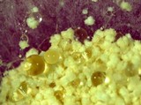 Aspergillus ochraceus image