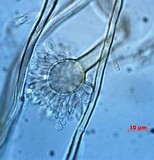 Aspergillus ochraceus image
