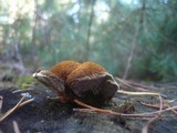 Onnia tomentosa image