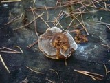 Onnia tomentosa image