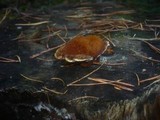 Onnia tomentosa image