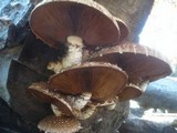Hemipholiota populnea image