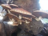 Hemipholiota populnea image