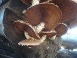 Hemipholiota populnea image