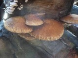 Hemipholiota populnea image