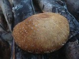 Hemipholiota populnea image