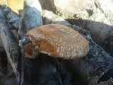 Hemipholiota populnea image