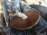 Hemipholiota populnea image