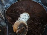 Hemipholiota populnea image