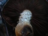 Hemipholiota populnea image