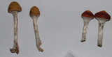 Psilocybe subaeruginosa image