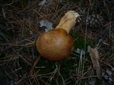 Suillus variegatus image