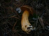 Suillus variegatus image