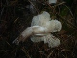 Tricholoma saponaceum image