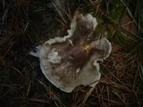 Tricholoma saponaceum image