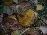 Boletus ferrugineus image