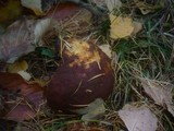 Boletus ferrugineus image