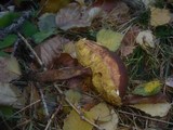 Boletus ferrugineus image