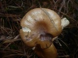 Cortinarius cephalixus image