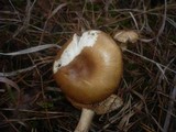 Cortinarius cephalixus image