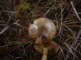 Cortinarius cephalixus image