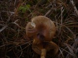 Cortinarius cephalixus image