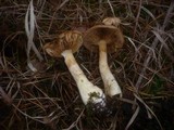 Cortinarius cephalixus image