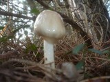 Limacella illinita image