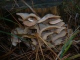 Merulius tremellosus image