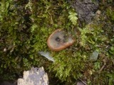 Humaria hemisphaerica image