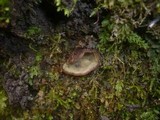 Humaria hemisphaerica image