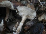 Melanoleuca melaleuca image