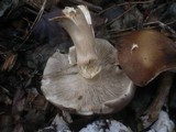 Melanoleuca melaleuca image