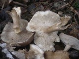 Melanoleuca melaleuca image
