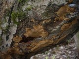 Phellinus conchatus image