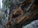 Phellinus conchatus image