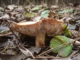 Tricholoma fracticum image