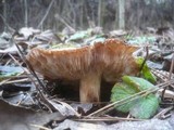 Tricholoma fracticum image