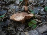 Tricholoma fracticum image